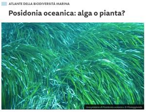 posidonia