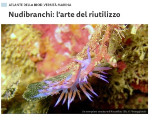 nudibranchi