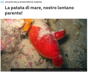 patata-di-mare